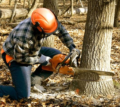 Tree Removal in Oketo, KS